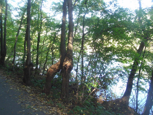 Saale River trail pathway.